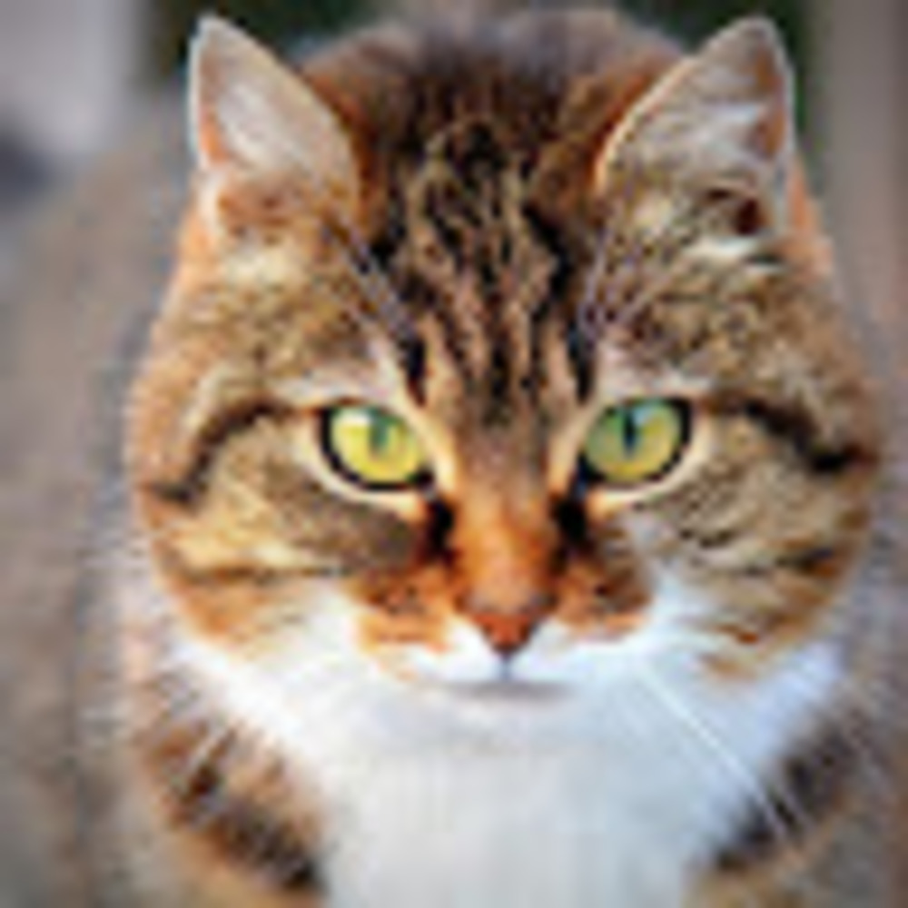 Meet your Posher, Kristin